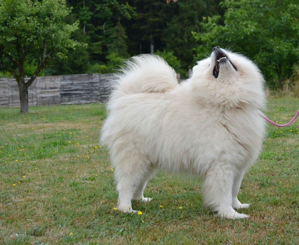 dar severa Eskimo pay