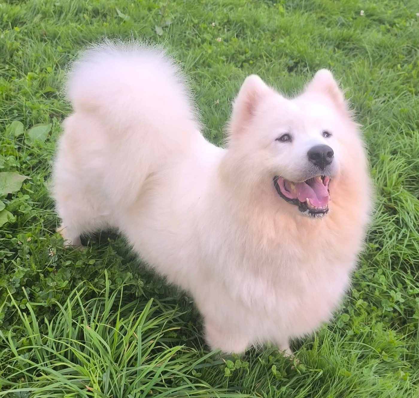 Pandora Appollina Corsica Pastush'i Sobaki