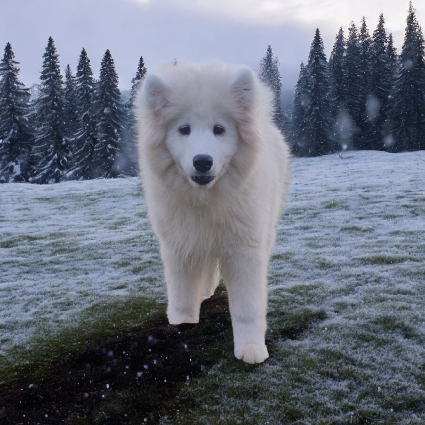 Pastush'i Sobaki - Chiots disponibles - Samoyède